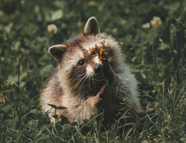 Ha ma még nem néztél cuki állatos videót, ez legyen az első!