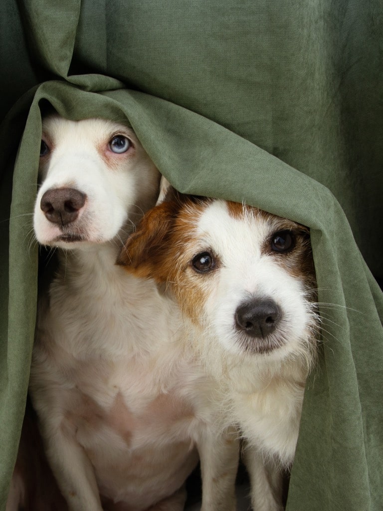 A földrengéseket az állatok percekkel vagy napokkal a bekövetkezésük előtt érzékelik