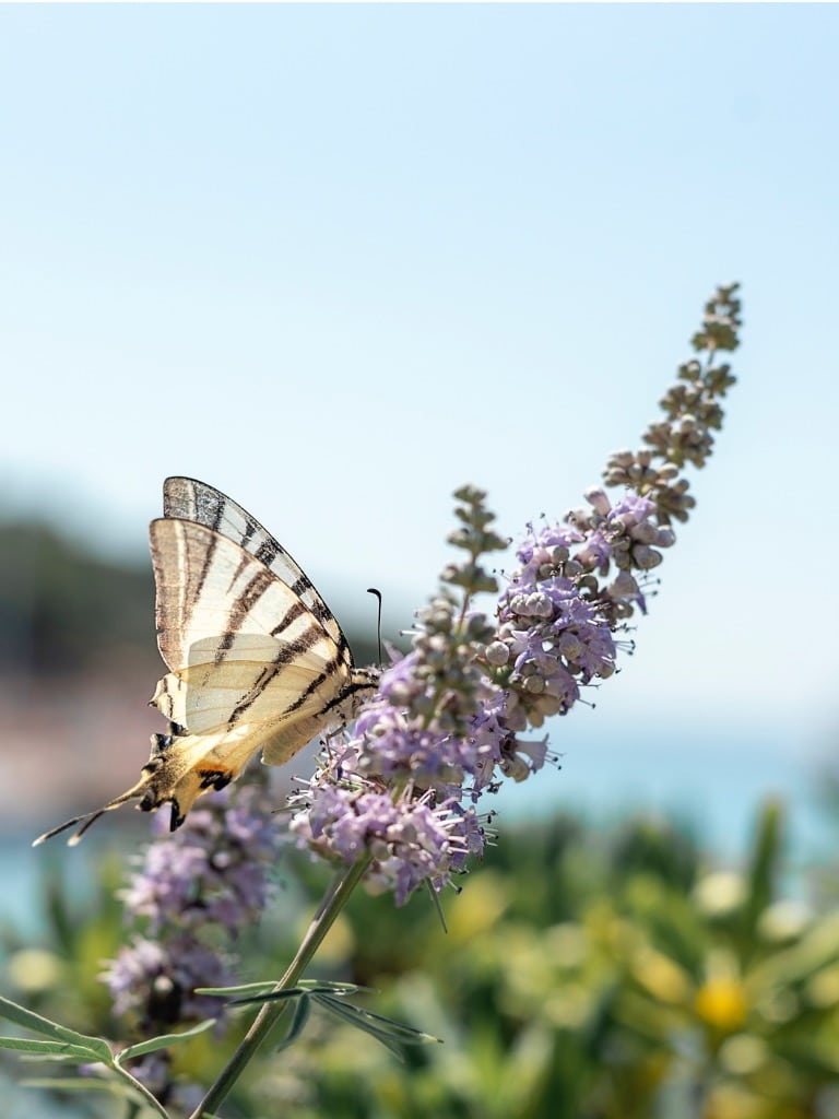 Illatos barátcserje (Vitex agnus-castus)