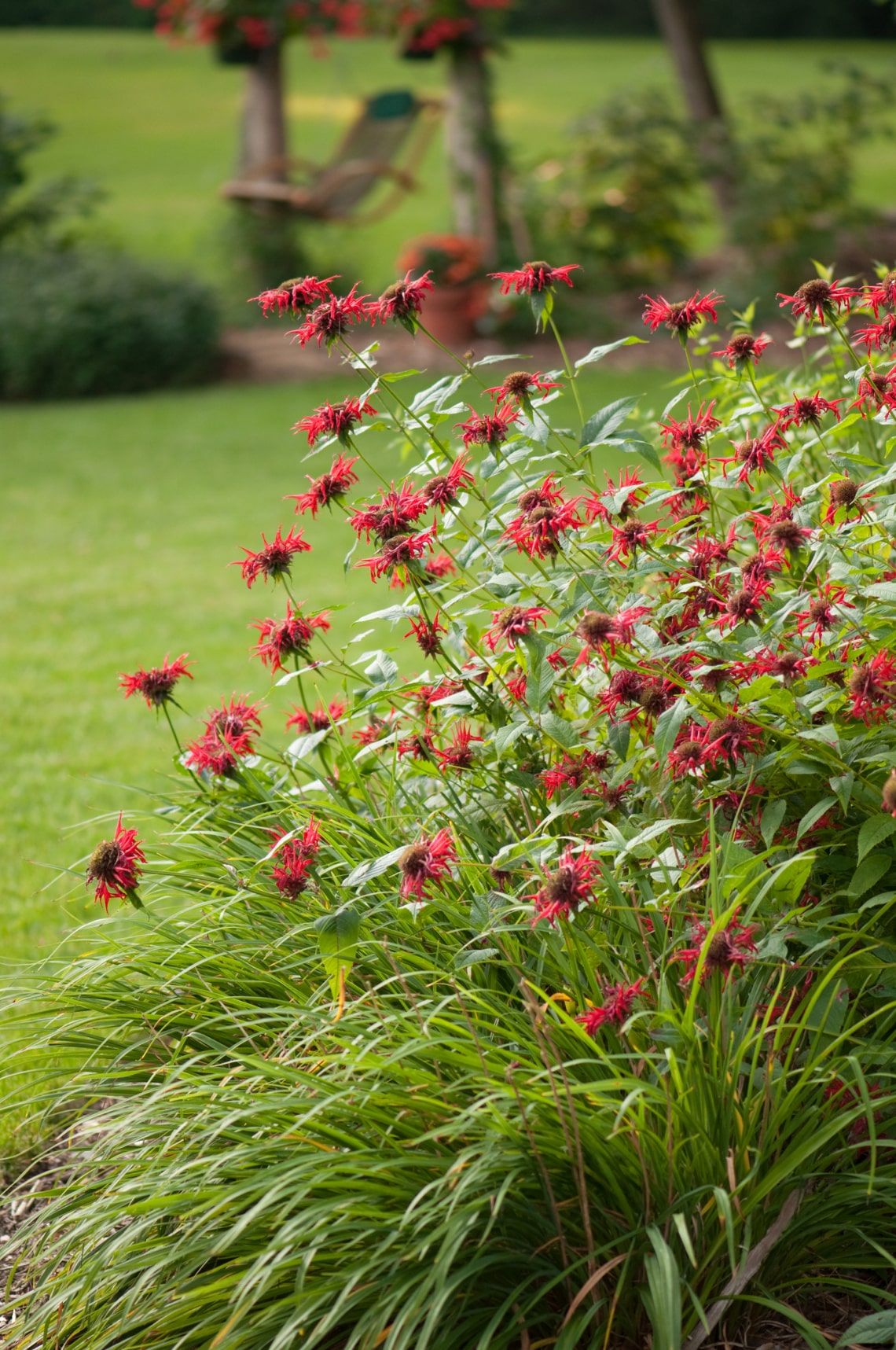 Méhbalzsam (Monarda)