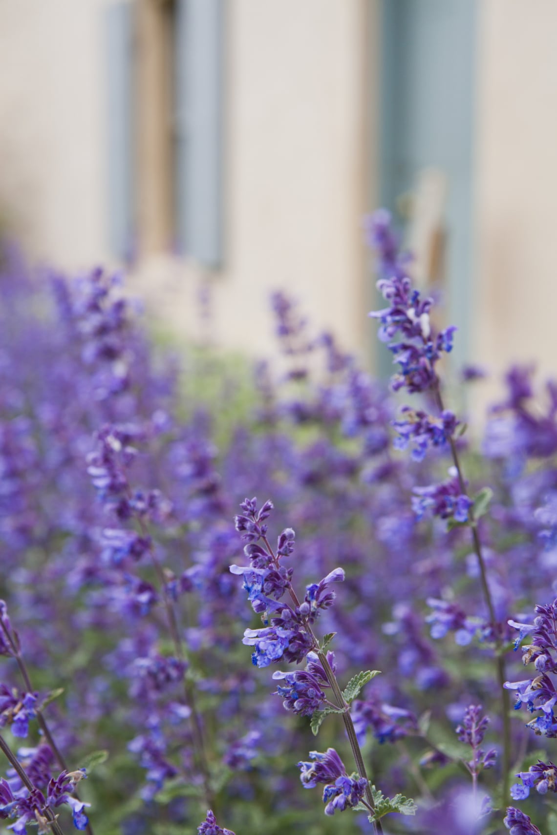 Macskamenta (Nepeta)