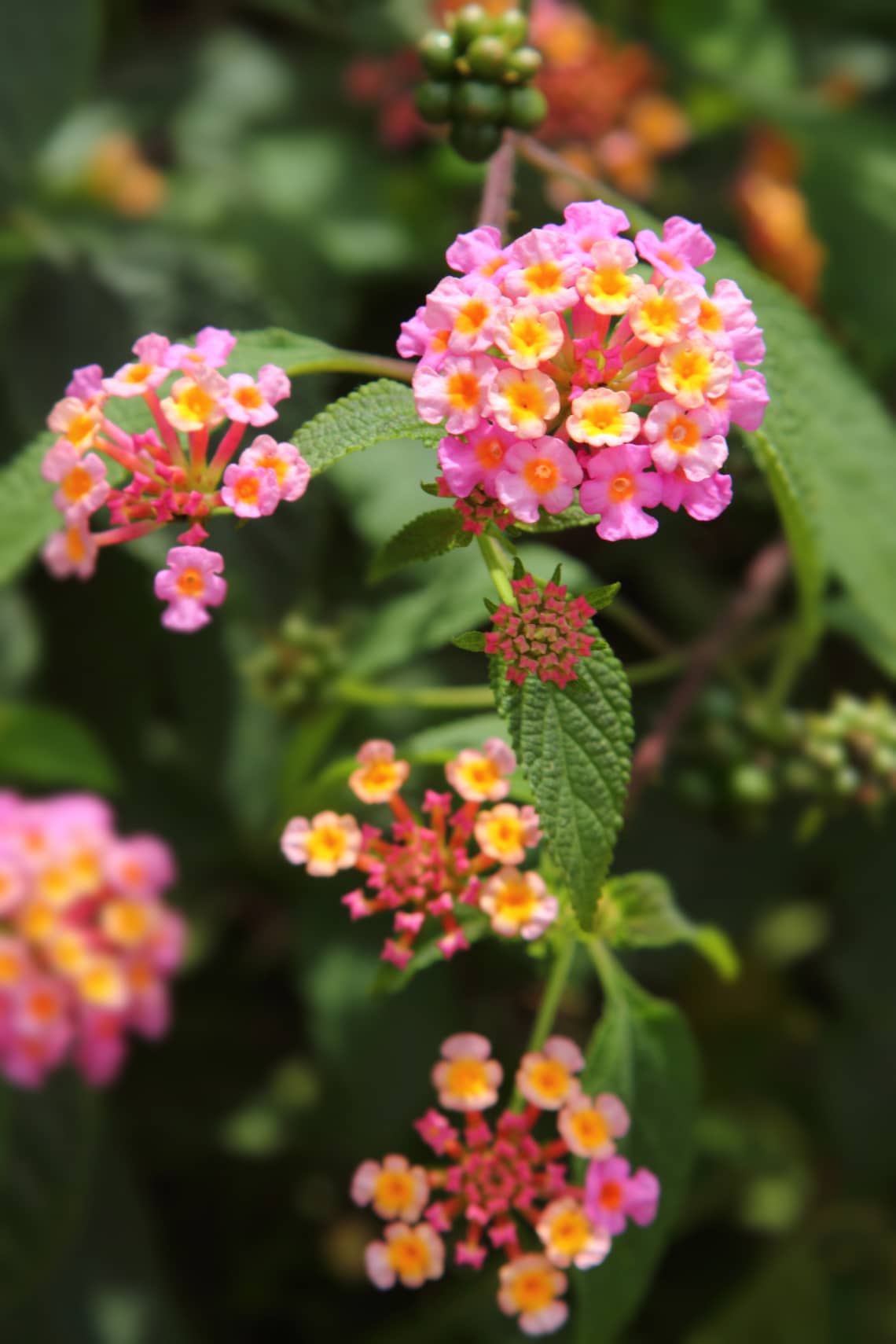 Sétányrózsa (Lantana camara)
