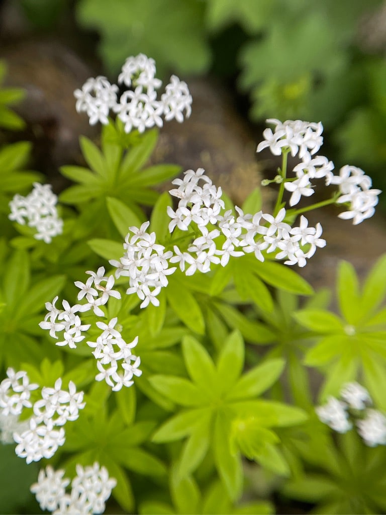 Szagos müge (Galium odoratum)