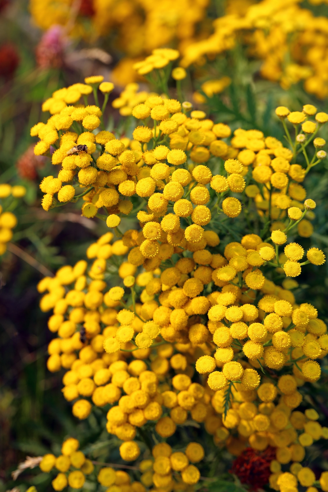 Gilisztaűző varádics (Tanacetum vulgare)