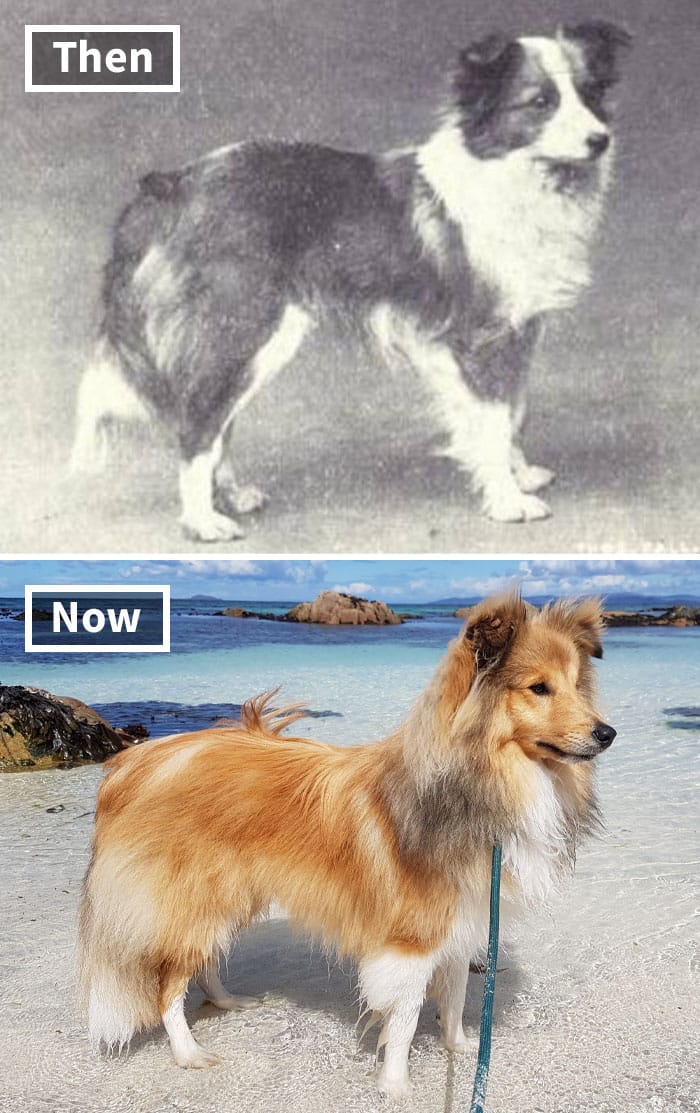 Shetlandi juhászkutya