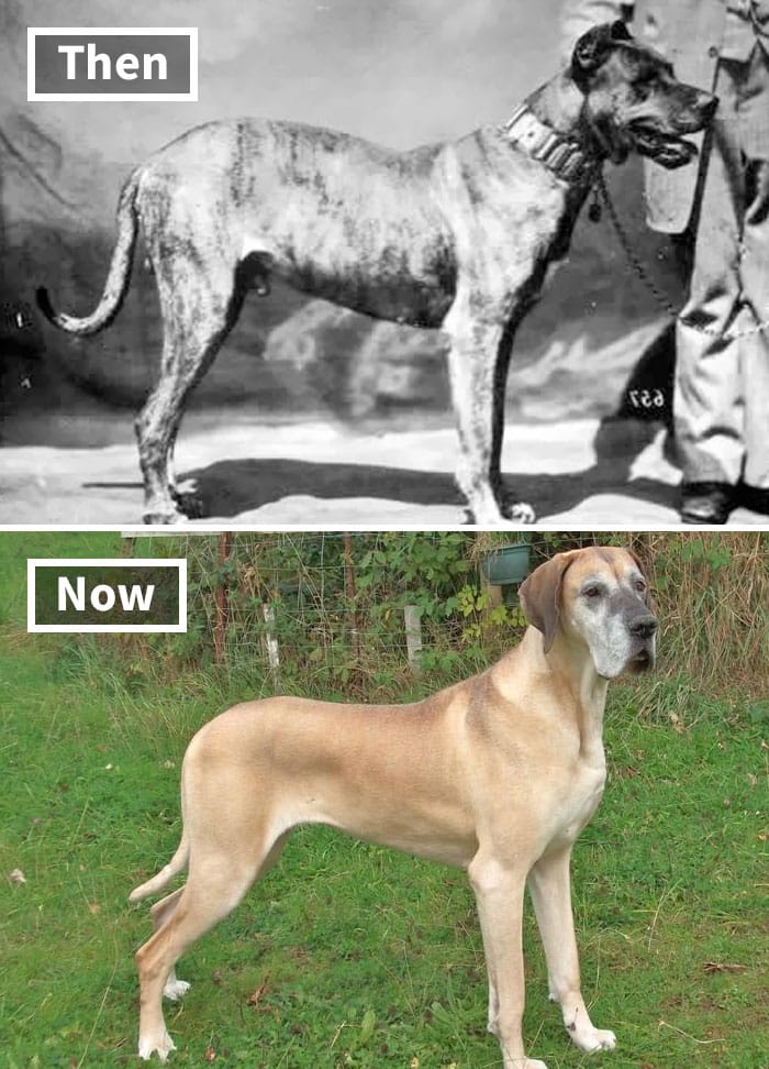Dán dog