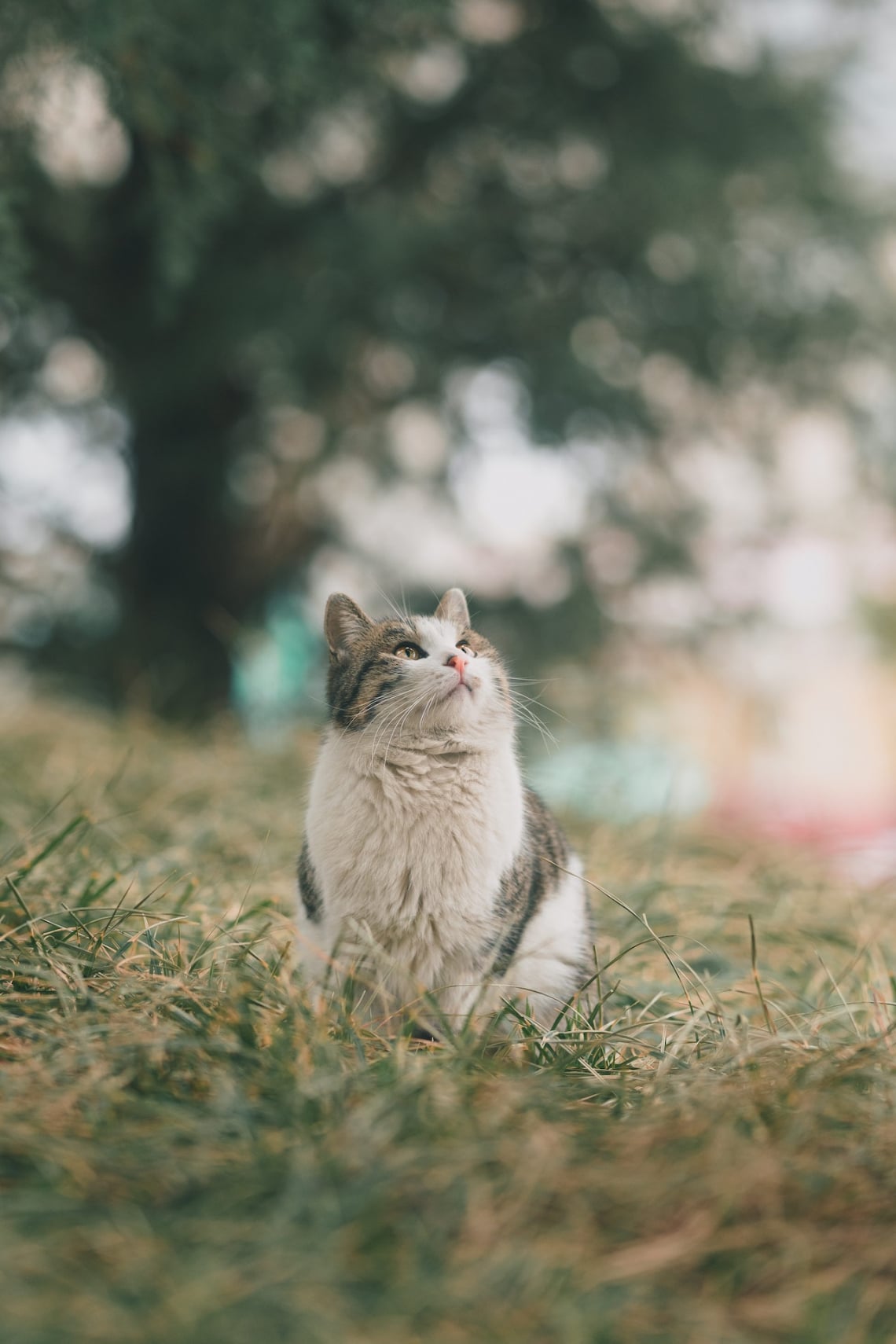 Fifi