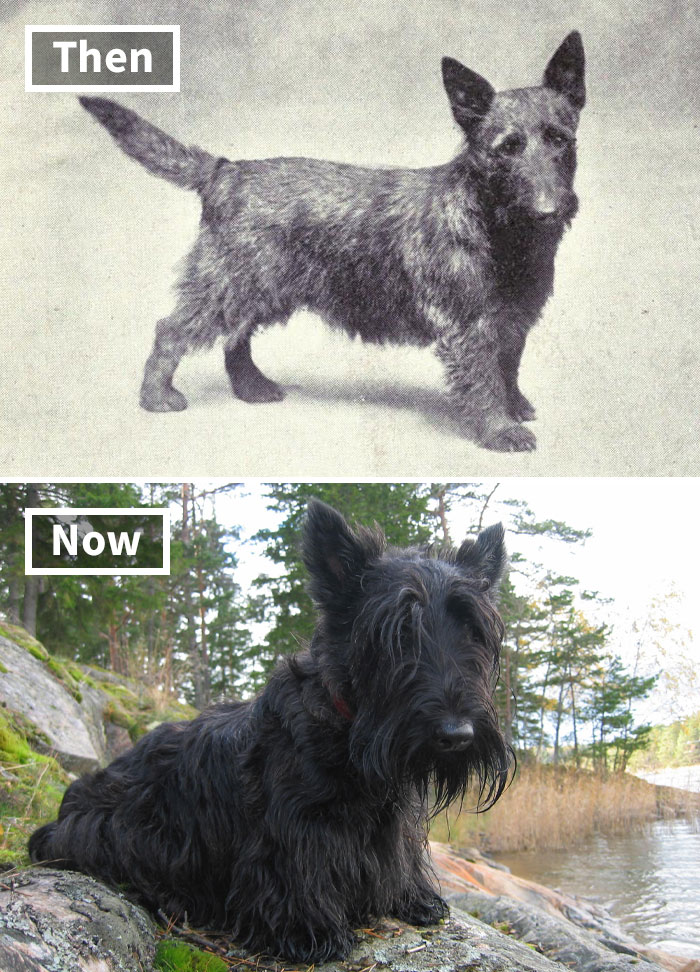 Skót terrier