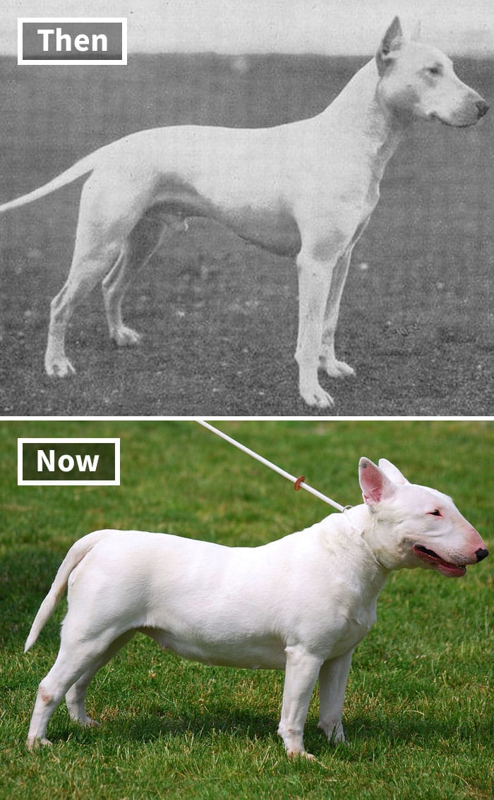 Bullterrier