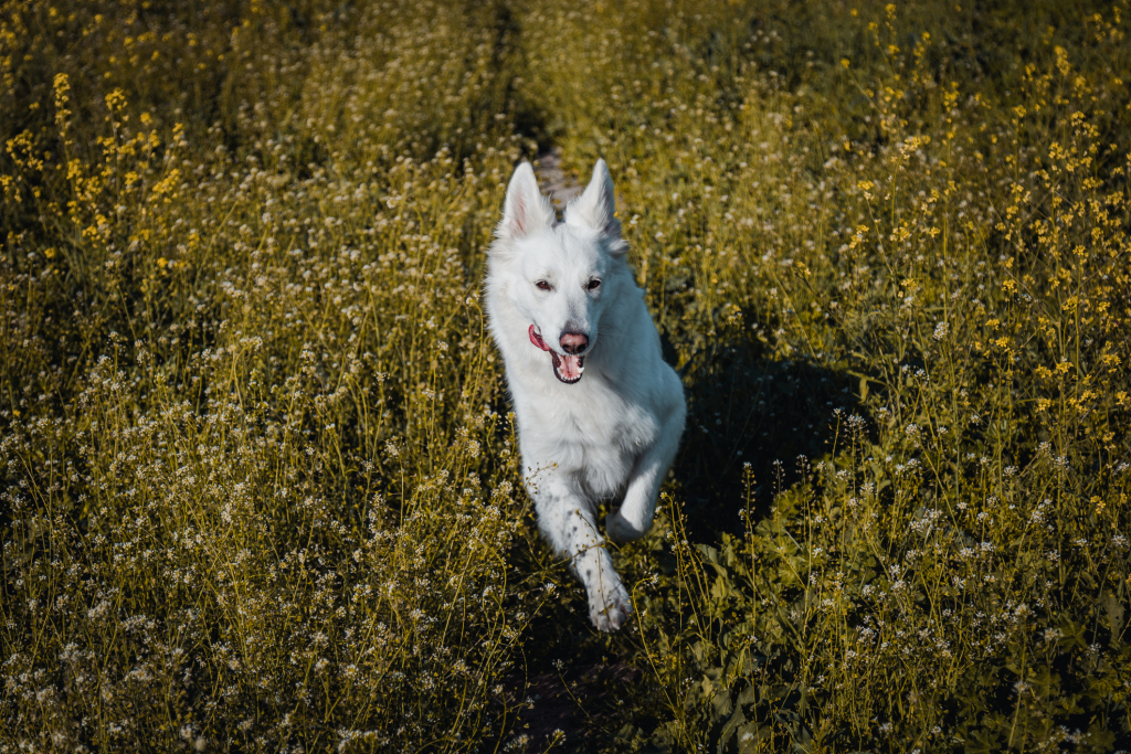 Miért „zoomie”-zik a kutyád? Közbe kell avatkoznod?&nbsp;