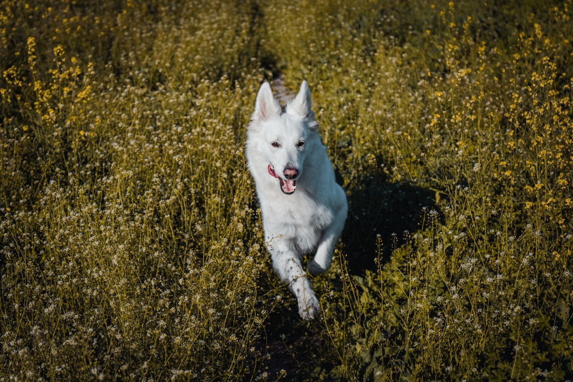 Miért „zoomie”-zik a kutyád? Közbe kell avatkoznod? 