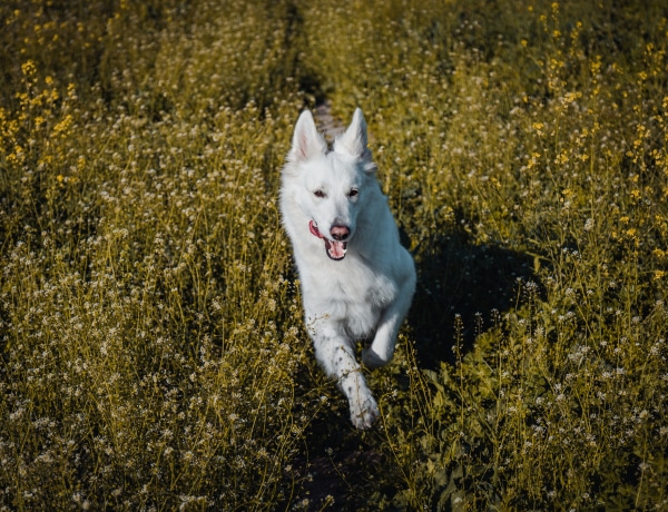 Miért „zoomie”-zik a kutyád? Közbe kell avatkoznod? 