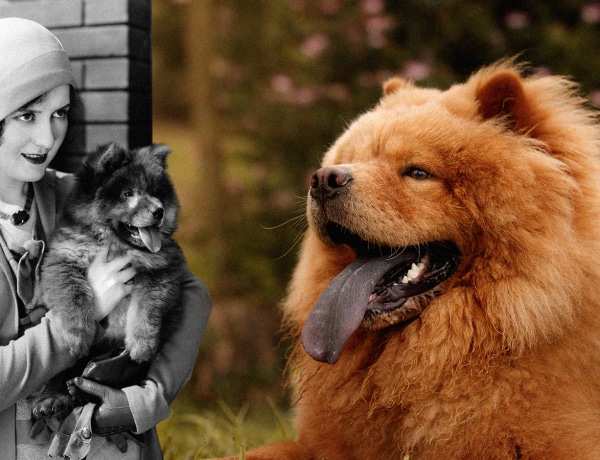 Akkor és most: kutyafajták 100 éve és napjainkban