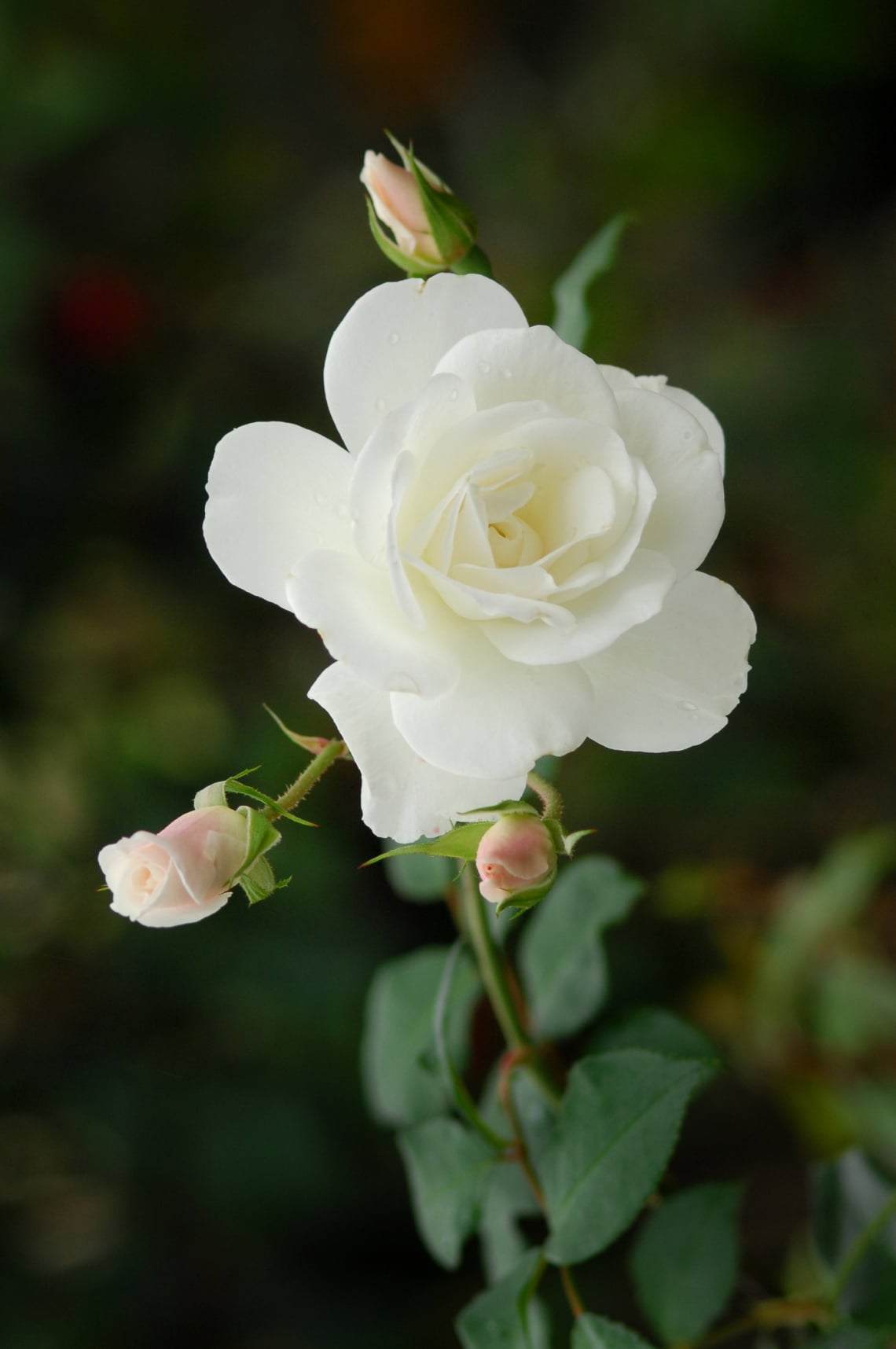 Rák - Fehér rózsa