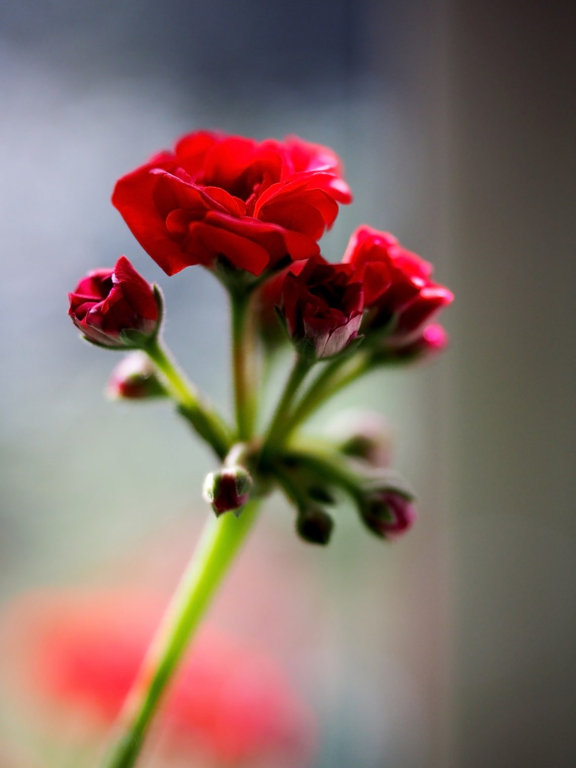 Skorpió - Sötétvörös virágok