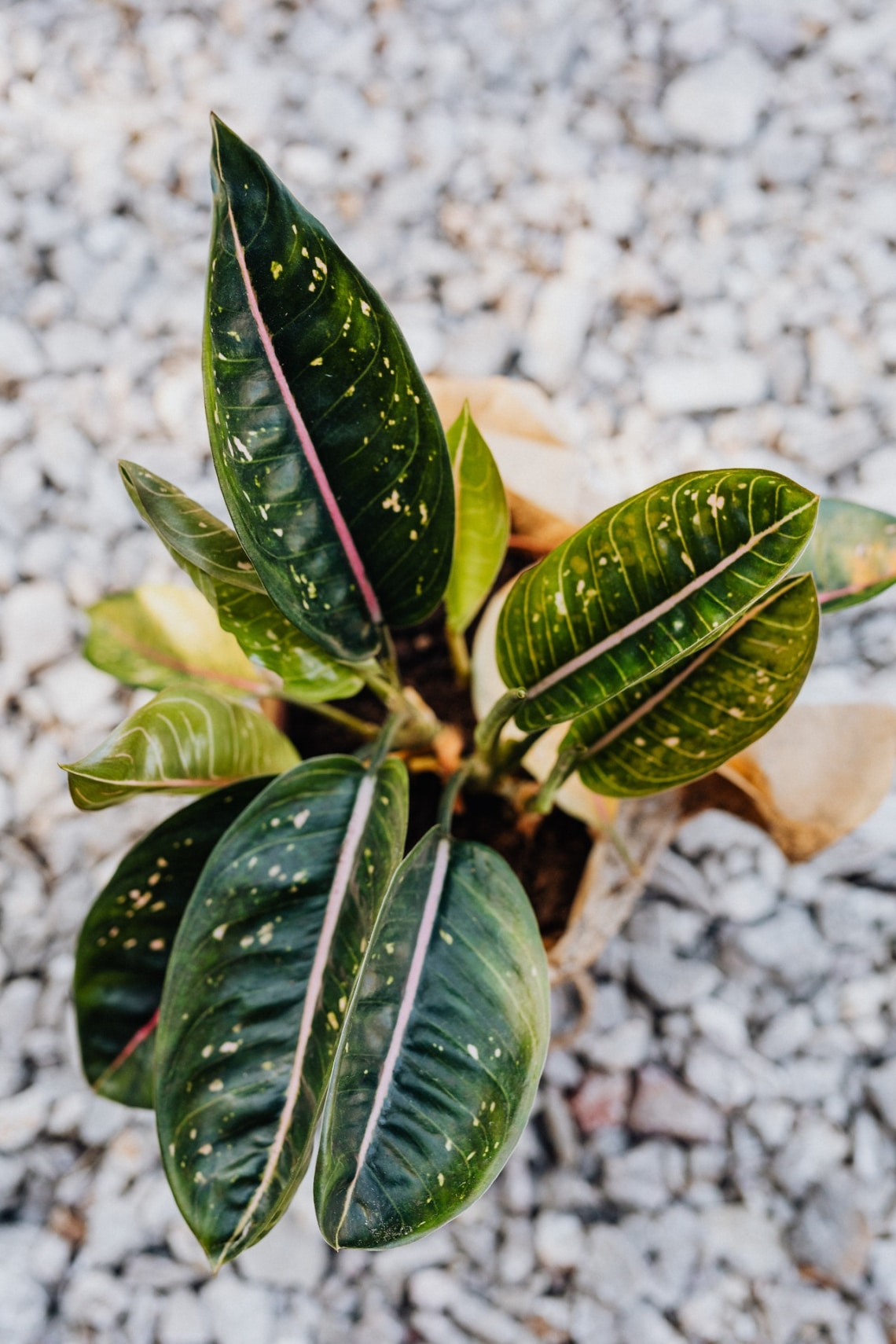 Rákvirág (Aglaonema commutatum)