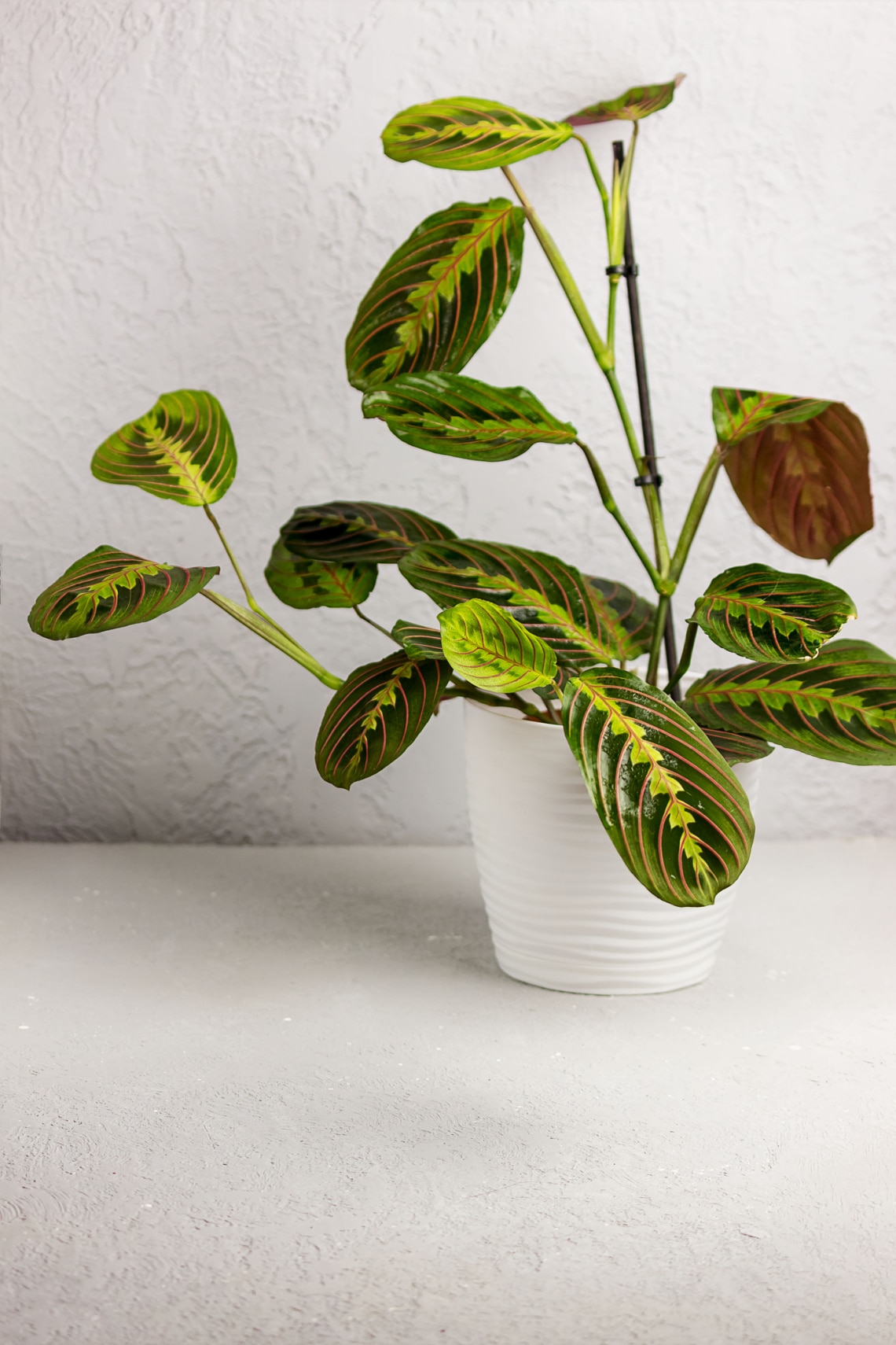 Nyílgyökér (Maranta leuconeura)
