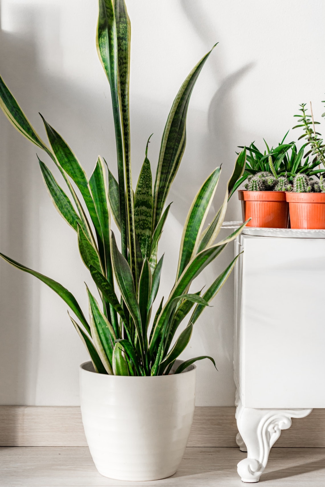 Szobai szanszeviéria (Dracaena trifasciata)
