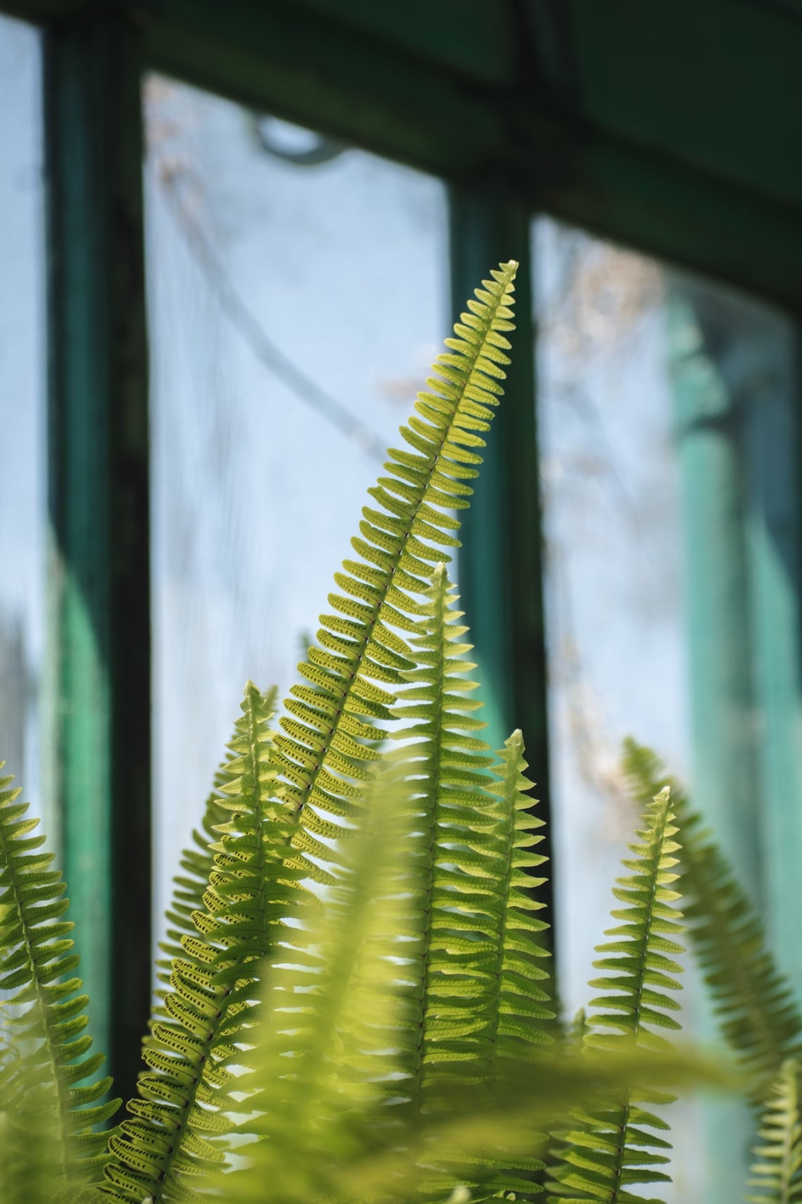 Lépcsős szobapáfrány (Nephrolepis cordifolia 'Duffii')