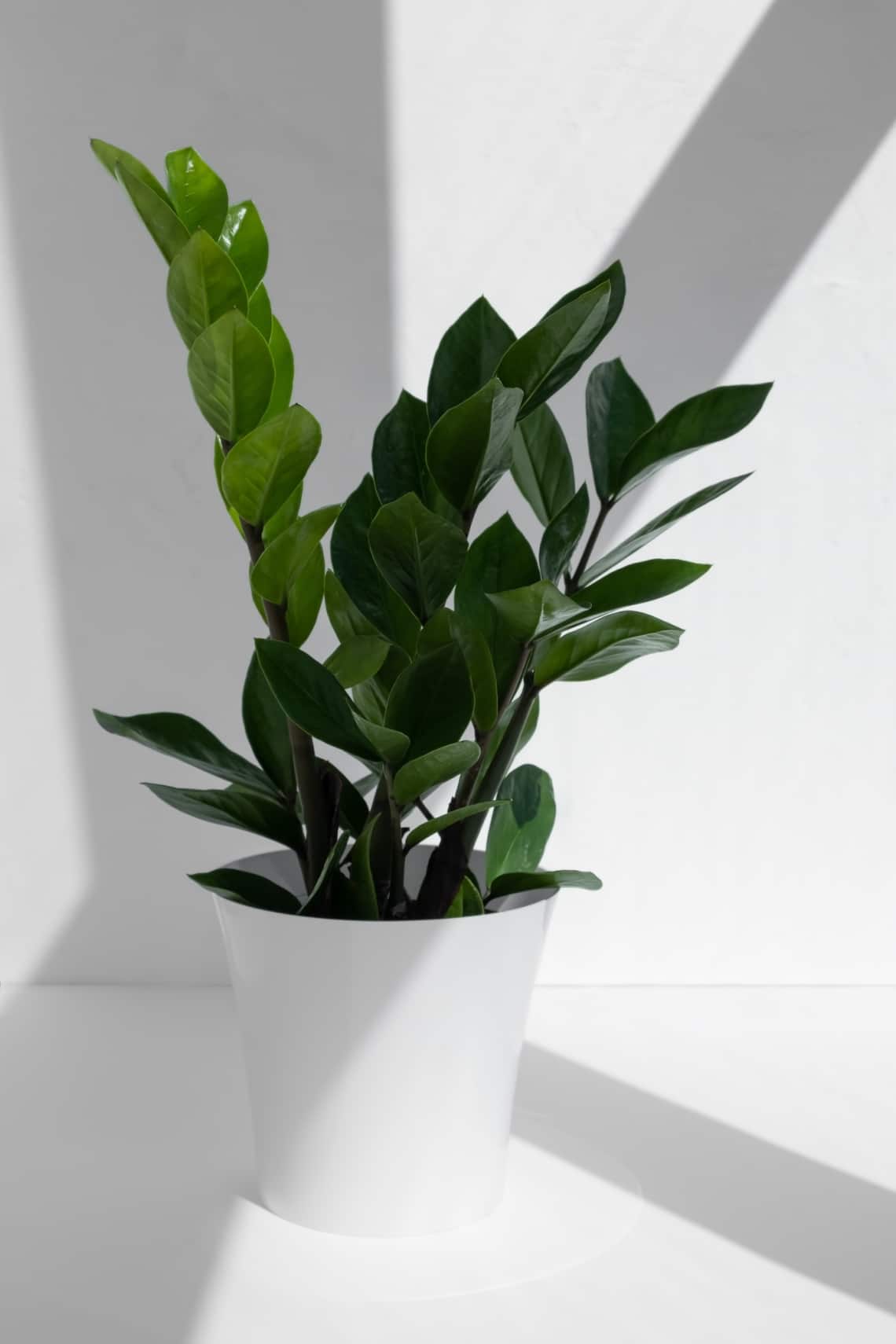 Agglegénypálma (Zamioculcas zamiifolia)
