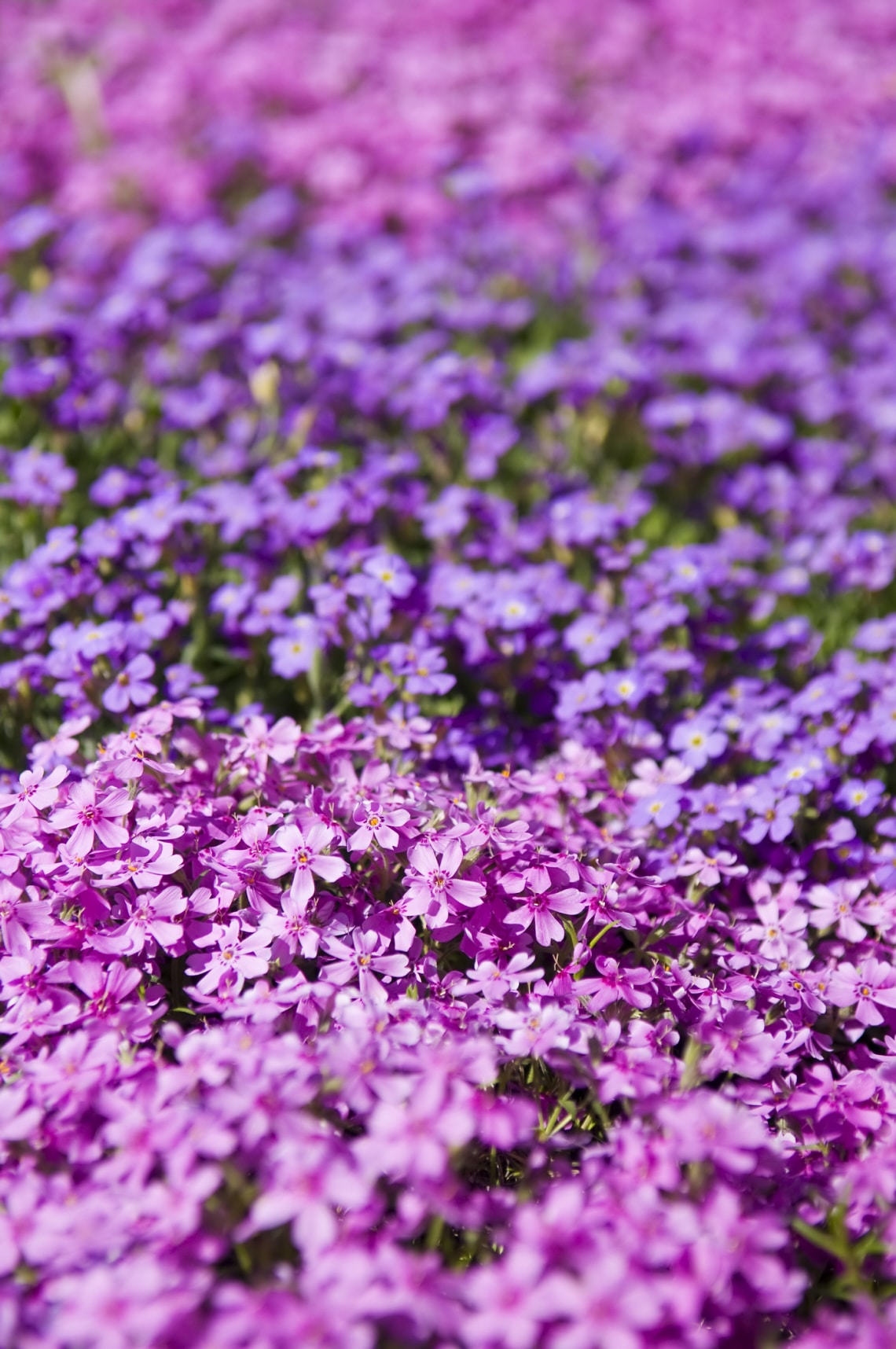 Aubretia