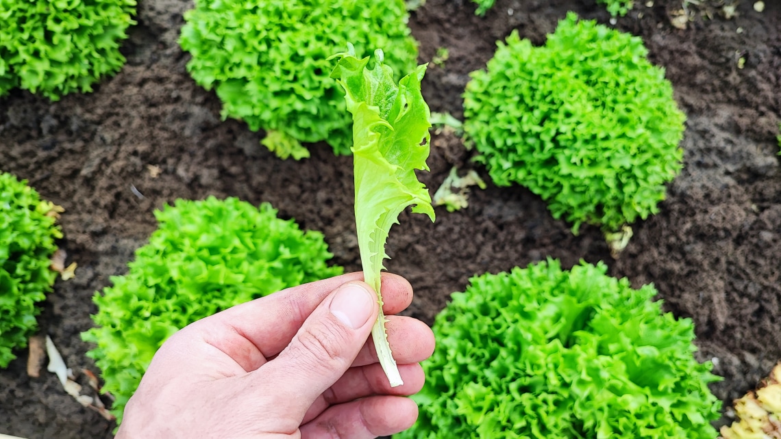 Ilyen egy igazi vegyszermentes kertészet – interjú az Osgyáni Tanya tulajdonosával