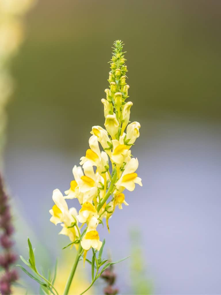 Tátika/ oroszlánszáj