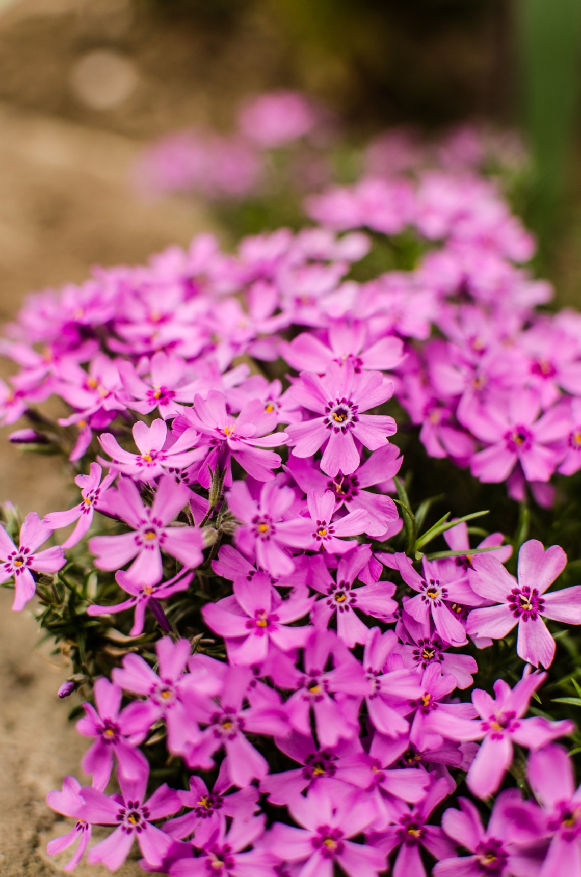 Árlevelű lángvirág