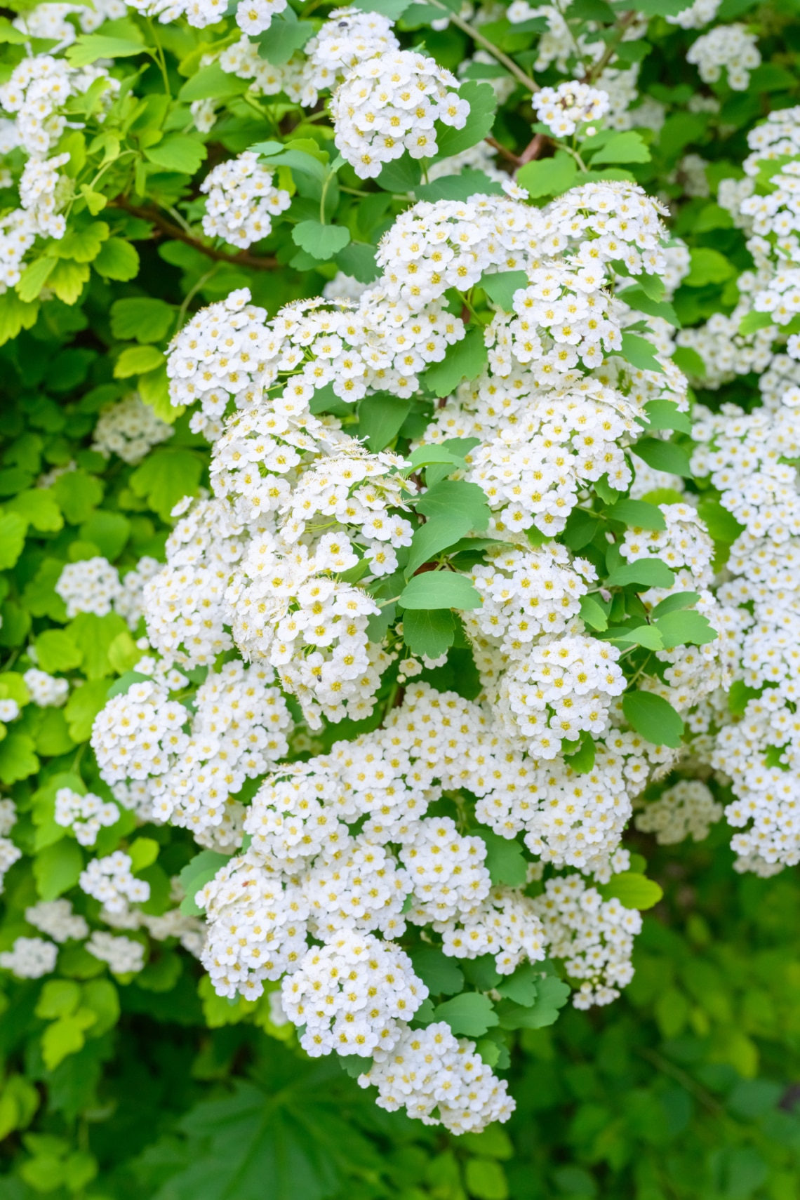 Mézvirág/fülesternye