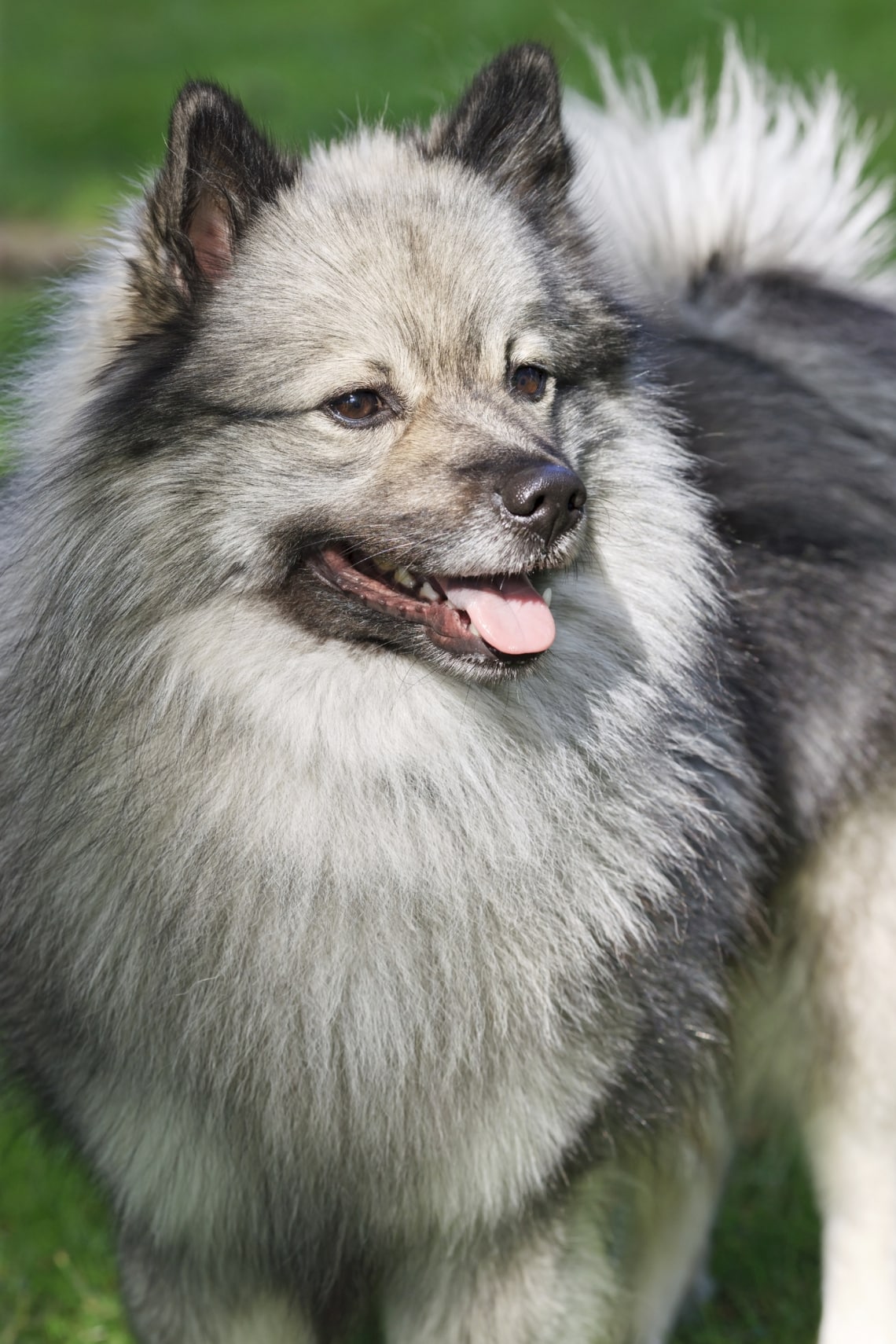 Keeshond