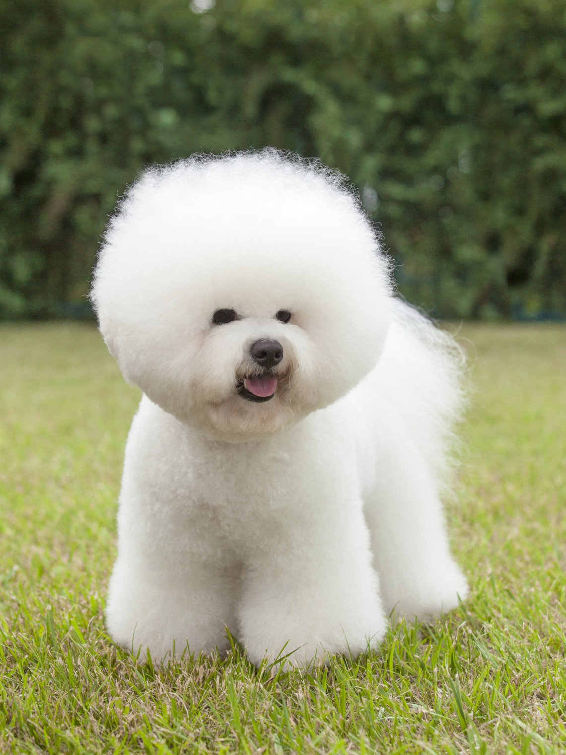 Bichon Frise