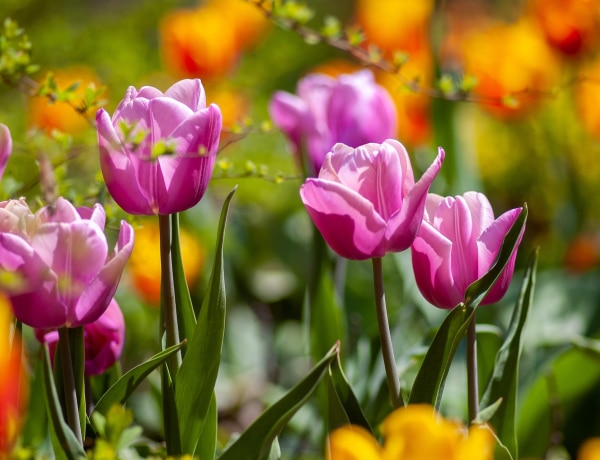 A jácint a békét, a nárcisz a reményt jelképezi. 8 tavaszi virág titkos jelentése 