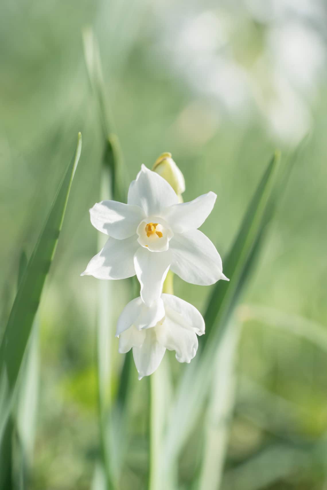 Paperwhites nárcisz