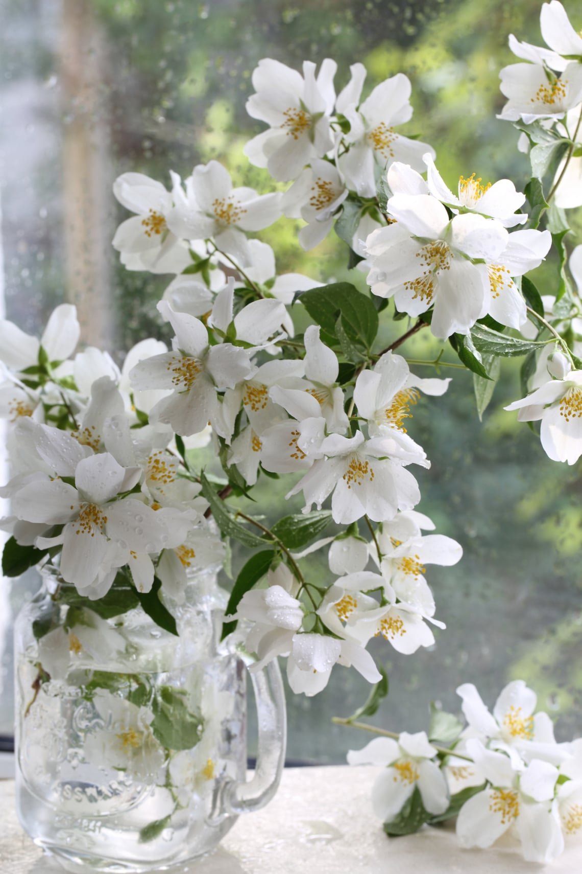 Mock orange (kerti jázmin)