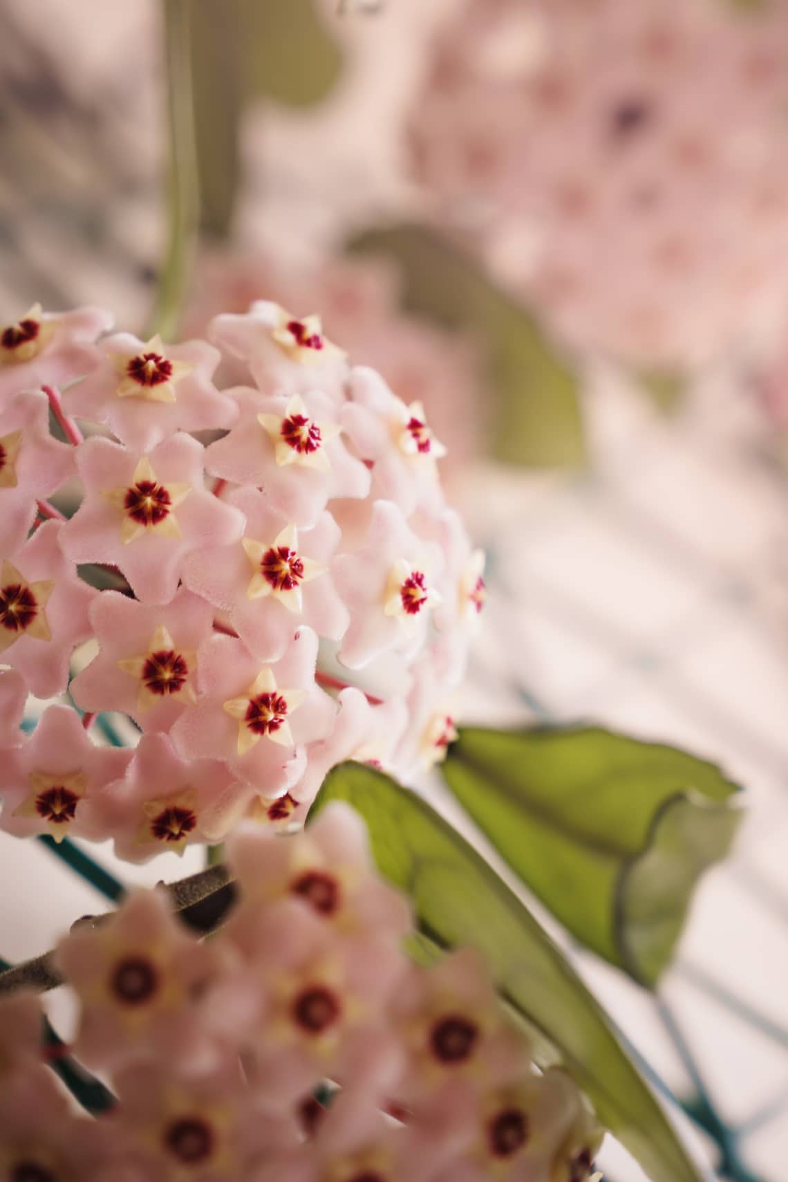 Viaszvirág (Hoya carnosa)