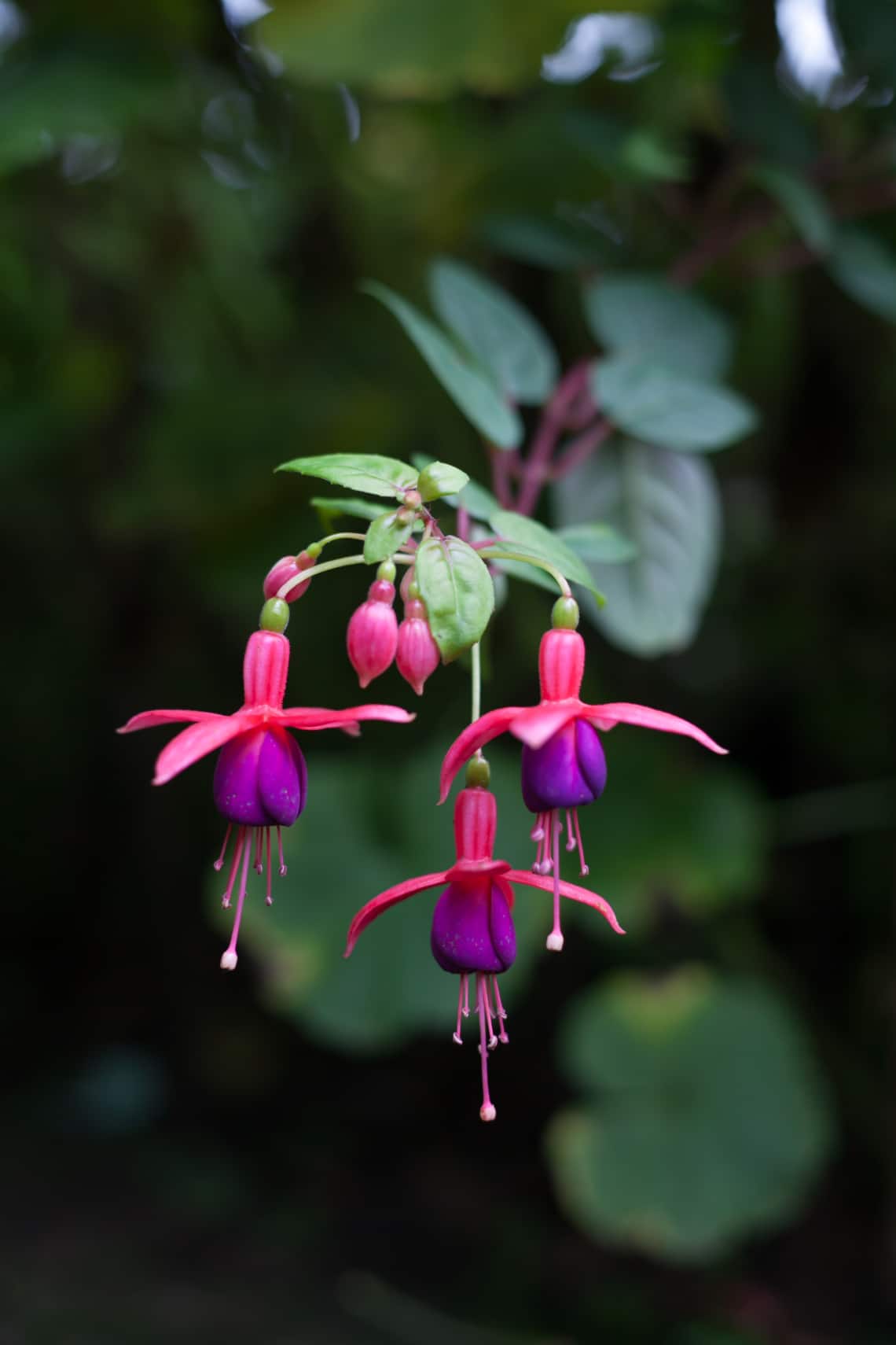 Fukszia (Fuchsia spp.)