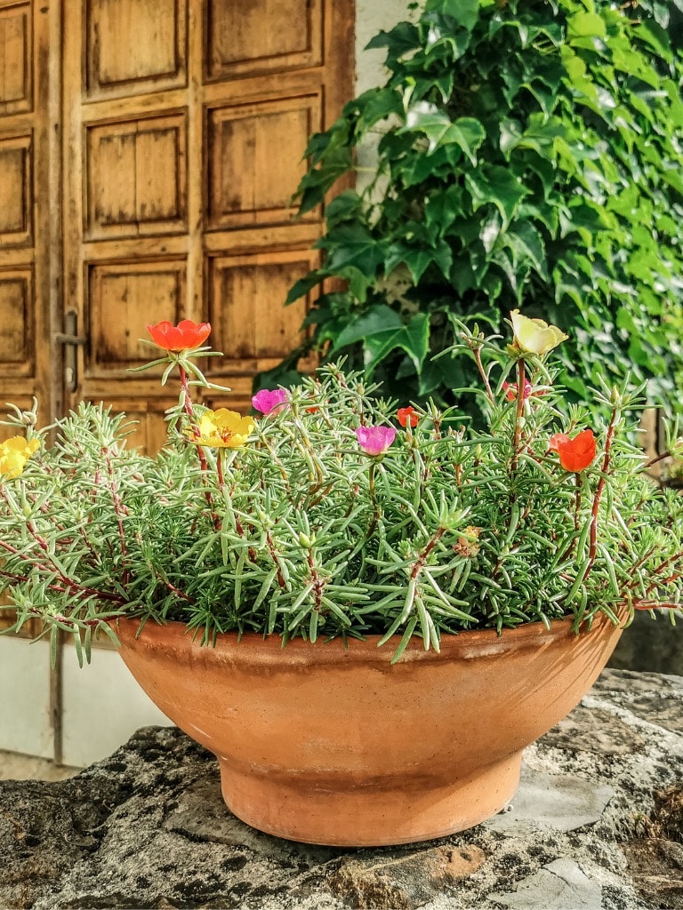 Porcsinrózsa (Portulaca grandiflora)