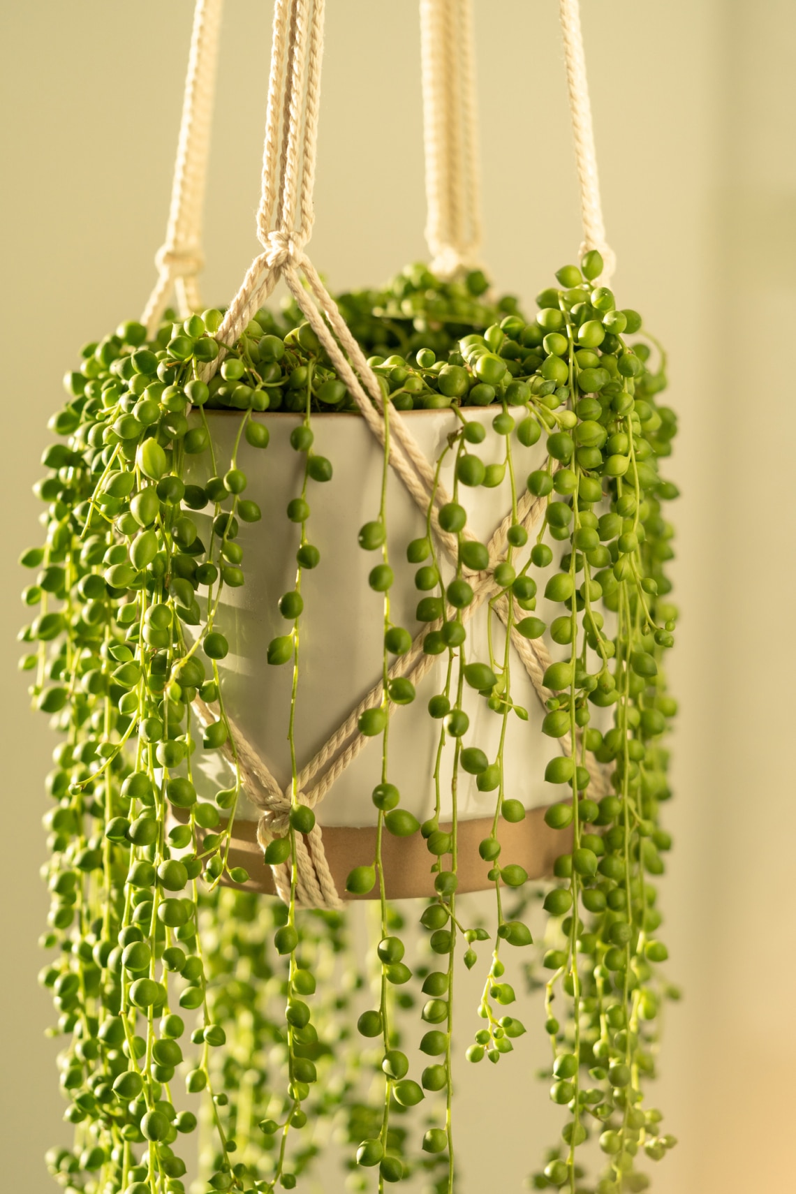 Borsóka (Senecio rowleyanus)