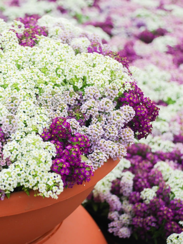 Mézvirág (Lobularia maritima)
