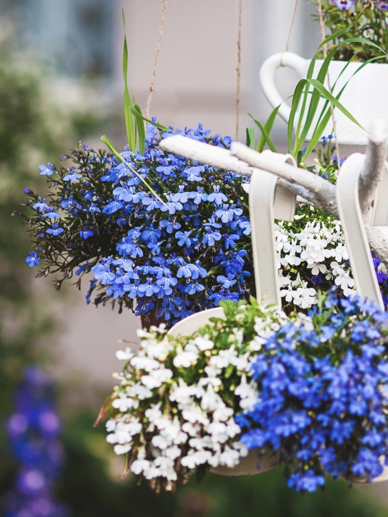 Lobélia (Lobelia erinus)