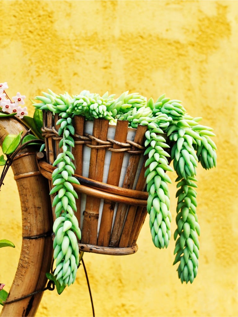 Csüngő varjúháj (Sedum morganianum)