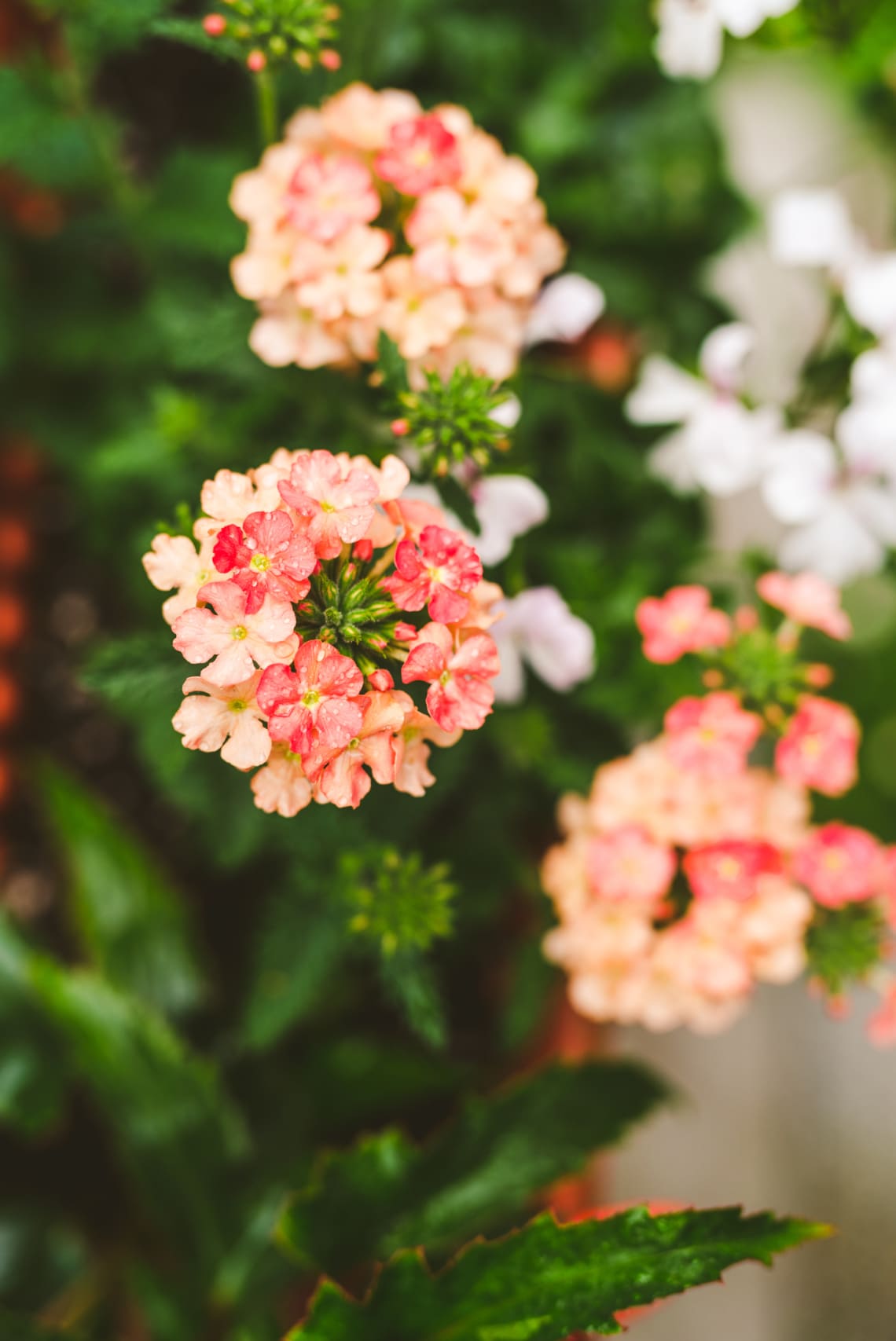 Csüngő verbéna (Verbena hybrida 'Tapien')