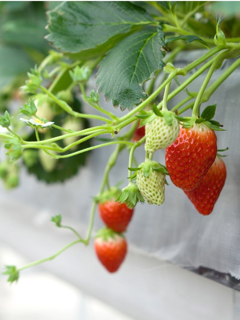 Eper (Fragaria elsanta)