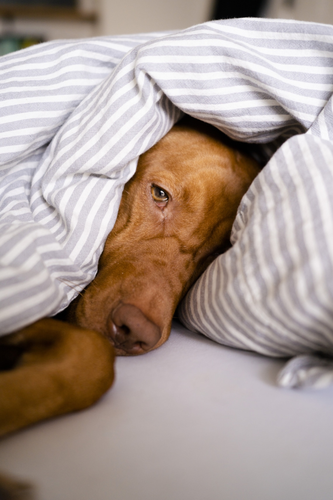 Lustaság, nehéz mozgás