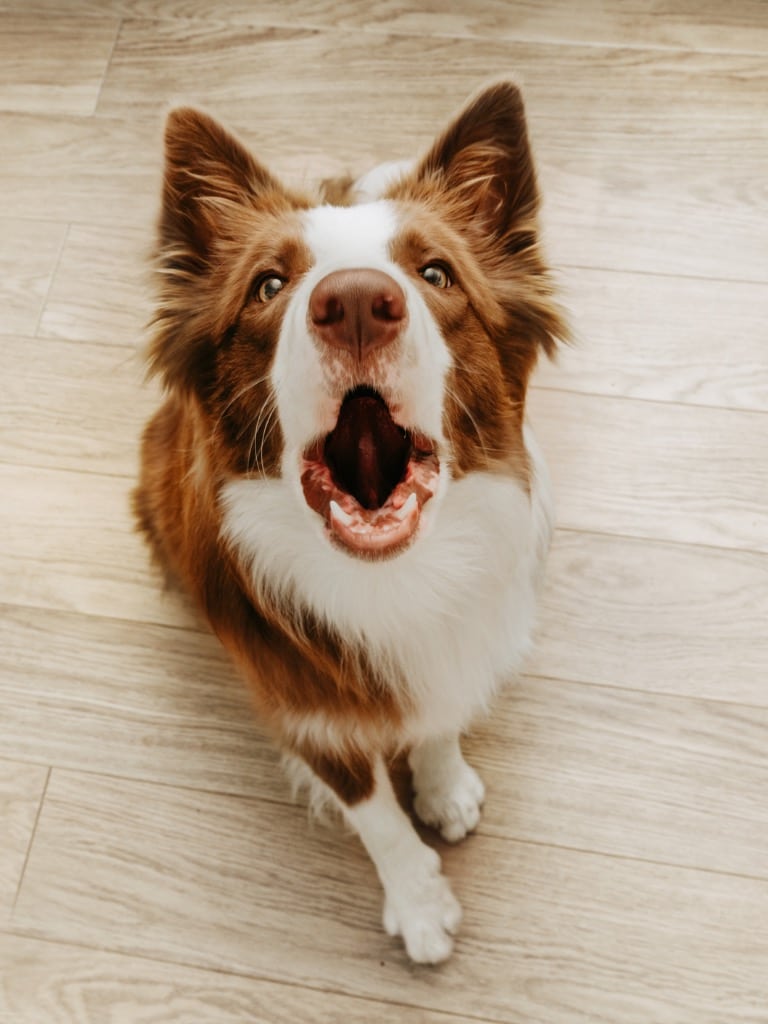 Ugatás és nyüszítés