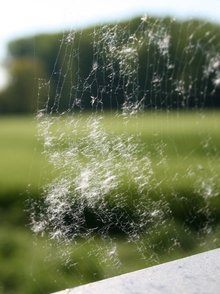 Szabadulj meg a pókhálóktól
