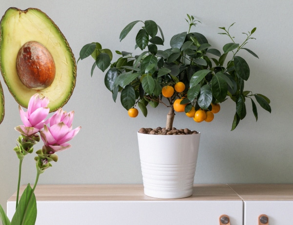 6 konyhai alapanyag, amiből meseszép szobanövényt nevelhetsz