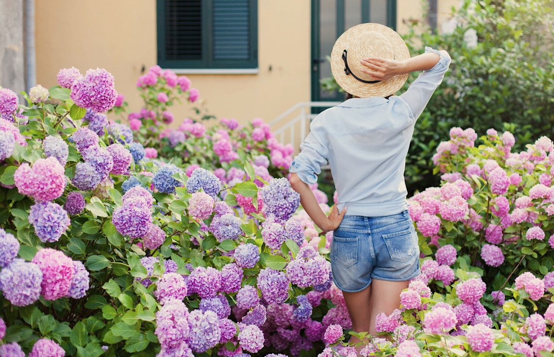 Így lesz élénk rózsaszín vagy kék színe a hortenziáidnak