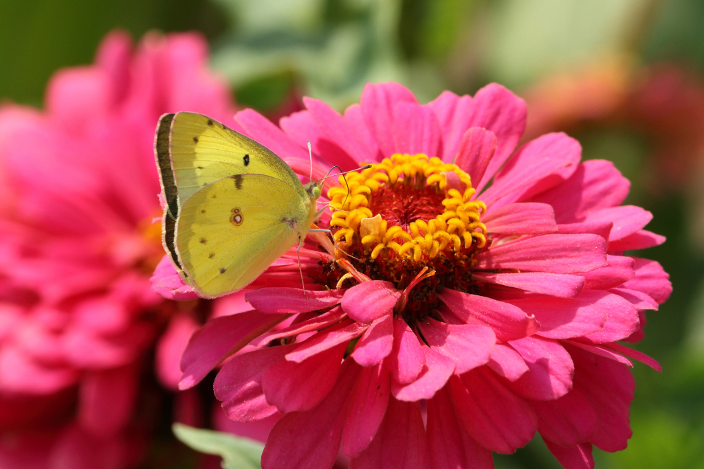 10 növény, ami odavonzza a pillangókat a kertedbe