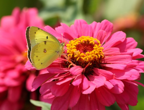 10 növény, ami odavonzza a pillangókat a kertedbe